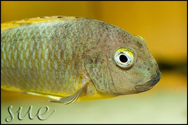 Tropheus brichardi 'Ujiji'
